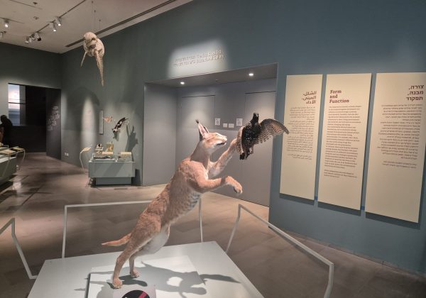 תלמידי שכבה ט' בסיור מדעי במוזיאון הטבע בתל אביב